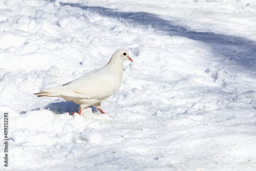 
A white dove on white snow in the park.
