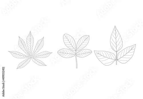 Manihot esculenta, cassava, manioc,yuca, peanut ,Arachis hypogaea,groundnut,goober , pindar , monkey nut,soybean, soy bean, or soya bean ,Glycine max leaves icon set