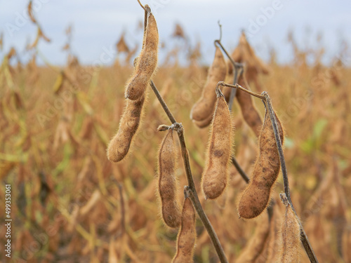 detail of the soybean pod in the plantation of the field