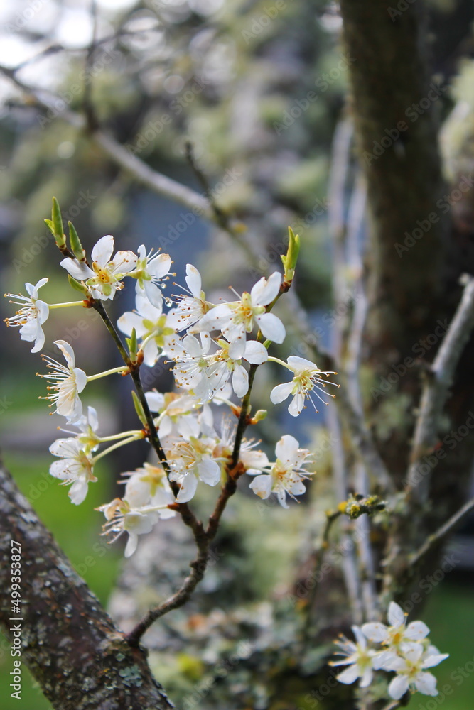 The white blossoming trees in the garden resemble sakura or cherry blossoms. The white blossoming trees in the garden resemble sakura or cherry blossoms.