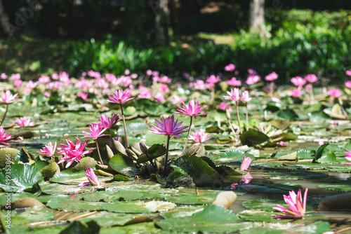 Pink lily water or lotus flowers in a pond