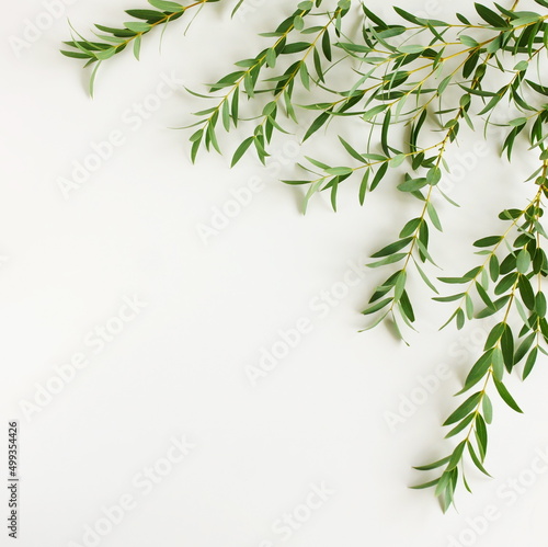Eucalyptus branches frame top view on a white background with copy space .floral card. 