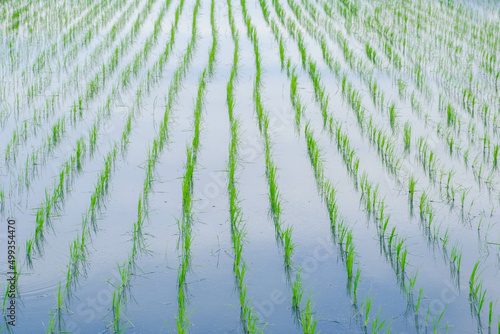 Rice Sprout in Rice field.Rice seedlings green background. agriculture. Rice seedlings cultivate