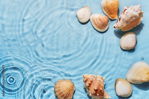 Fotografie, Obraz Transparent water sea shells background