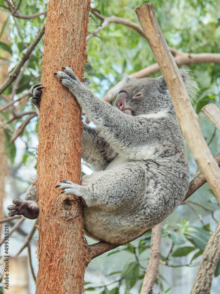 木の上で眠るコアラ