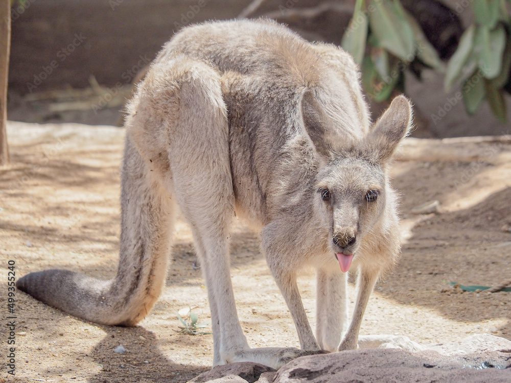 舌を出すカンガルー