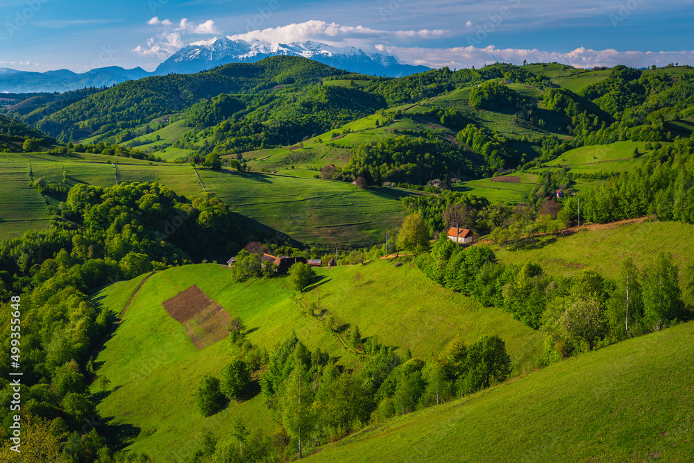 Summer scenery with green fields and snowy mountains, Holbav, Romania