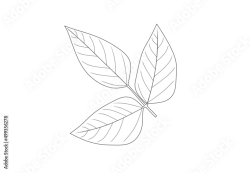 The soybean, soy bean, or soya bean (Glycine max) leaf isolated on white background
