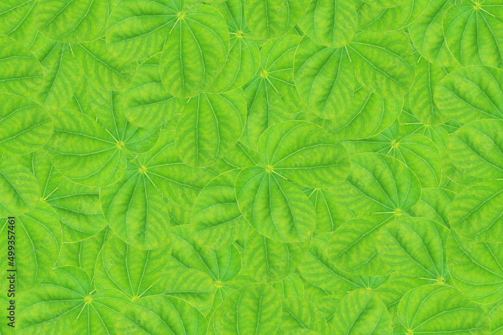 Leaves background. Seamless leaves pattern