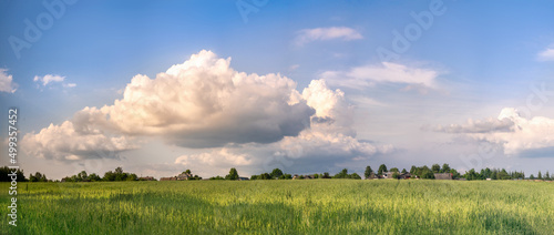 Panoramic view of a wheat field on a sunny summer day © agephotography