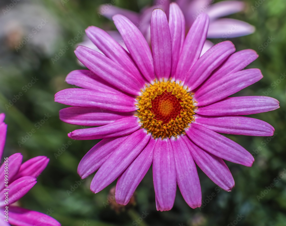 A brilliant pink Marguerite daisy . Overhead view
A brilliant pink Marguerite daisy . Overhead view