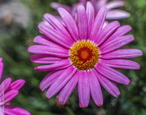 A brilliant pink Marguerite daisy . Overhead view 