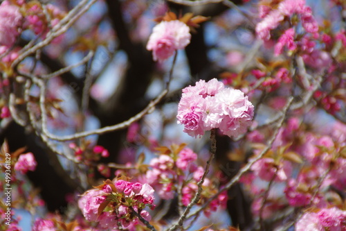 新宿御苑点描、新緑、桜。