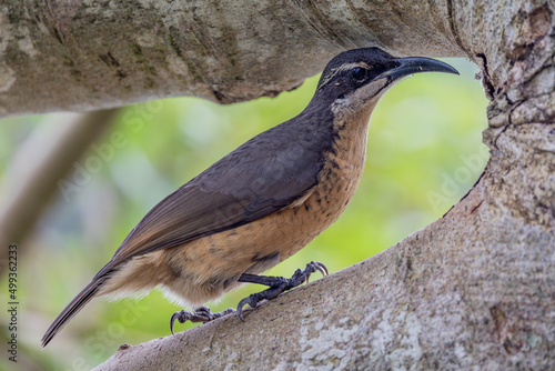 Victoria's Riflebird in Queensland Australia photo