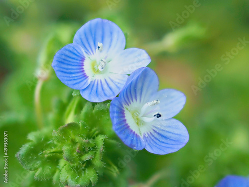 イヌノフグリの種100粒(イリス) 500_F_499363071_jn2iEnP1Ny4DjE