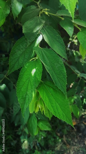 Wallpaper Mural rain in the forest Torontodigital.ca