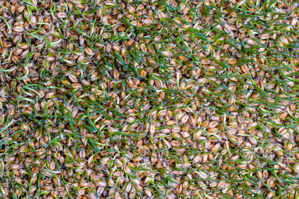 Background of germinated wheat grains, top view. Healthy food concept Background of germinated wheat grains, top view. Healthy food concept