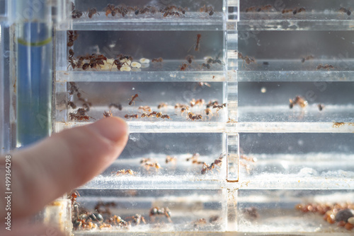 Foto An ant farm with a colony of ants in a transparent container for studying and ob