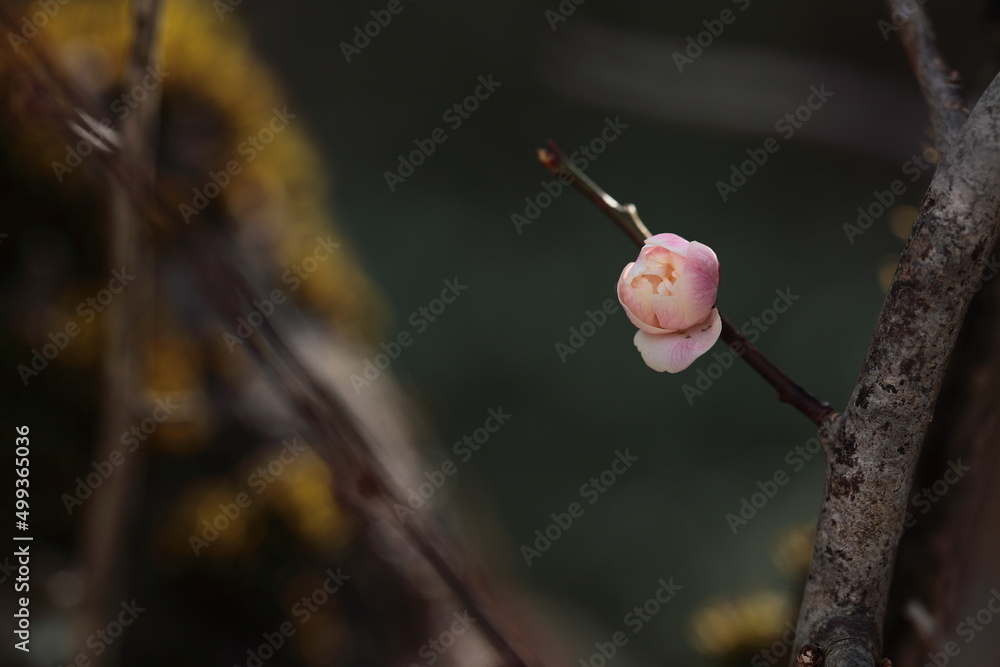ほころんだ梅の花の蕾
ほころんだ梅の花の蕾