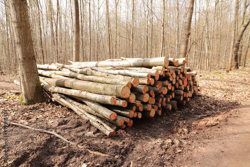 a fresh wood polter at the edge of the forest photo