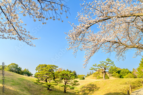 日本庭園「桜咲く観光名所風景」水前寺成趣園
Japanese garden 