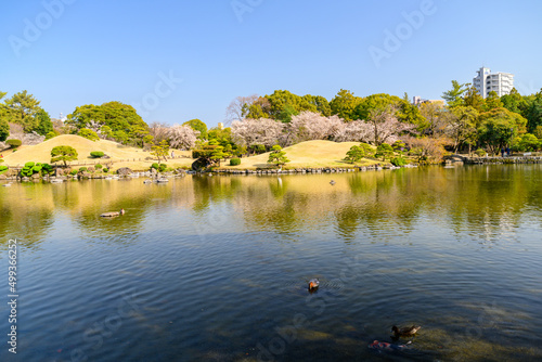 日本庭園「桜咲く観光名所風景」水前寺成趣園
Japanese garden 