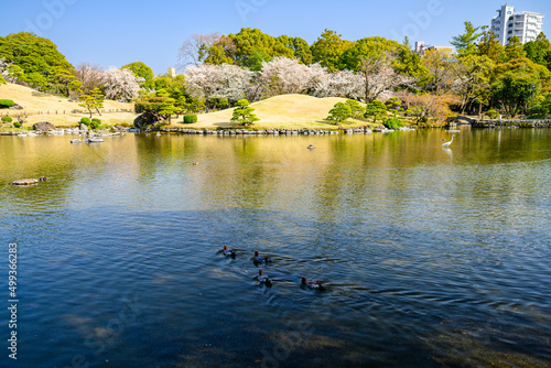 日本庭園「桜咲く観光名所風景」水前寺成趣園
Japanese garden 