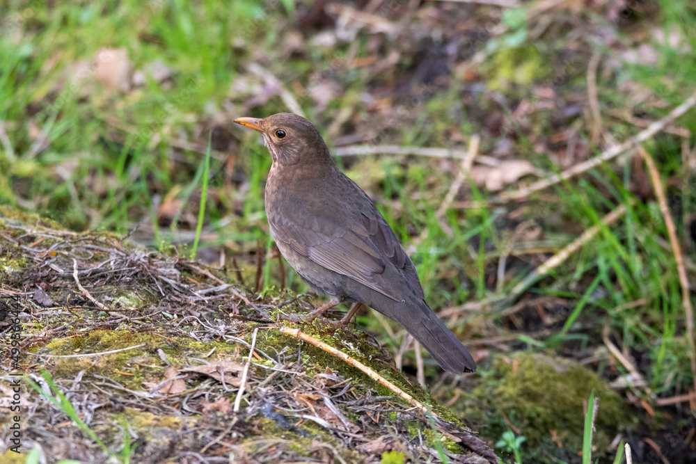 Amsel Amsel