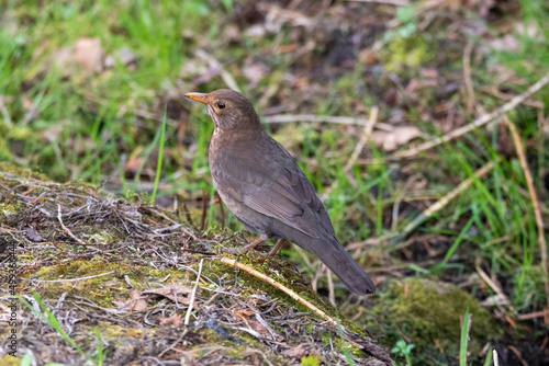 Wallpaper Mural Amsel Torontodigital.ca