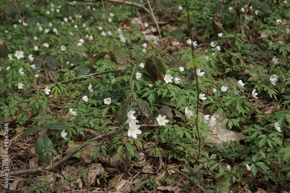 The First Spring White Anemone Flowers In The Forest The First Spring White Anemone Flowers In The Forest