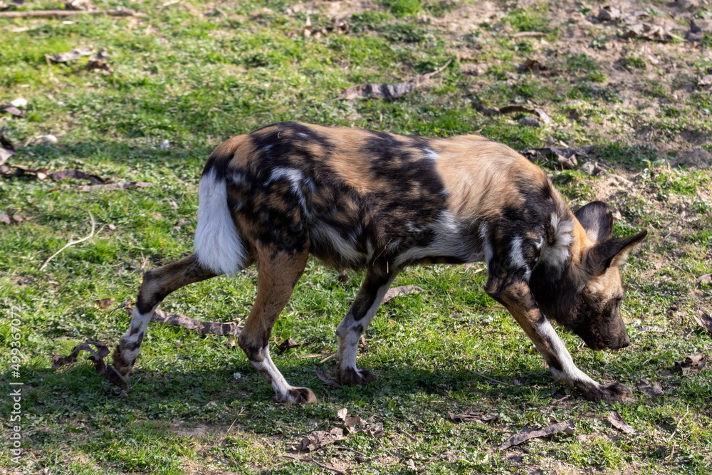 afrikanischer Wildhund afrikanischer Wildhund