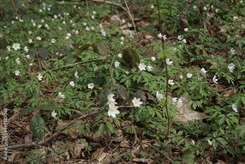 The First Spring White Anemone Flowers In The Forest