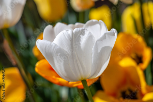 Tulipa Pim fortuyn flower grown in a garden in Madrid photo