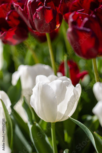Tulipa Pim fortuyn flower grown in a garden in Madrid