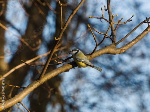 Wallpaper Mural The Eurasian blue tit (Cyanistes caeruleus). Eurasian blue tit on a branch. Small colorful bird on a twig. Tiny blue and yellow songbird Torontodigital.ca