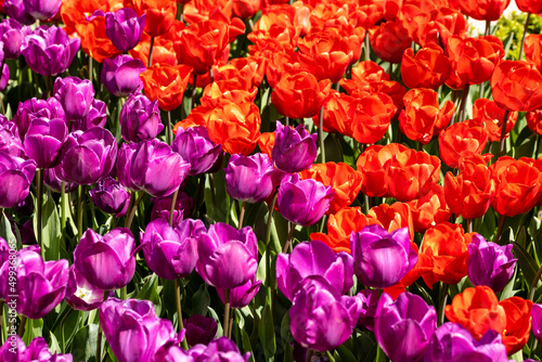 Tulipa negrita flower grown in a garden in Madrid