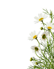 Daisy flowers and grass in a corner floral arrangement