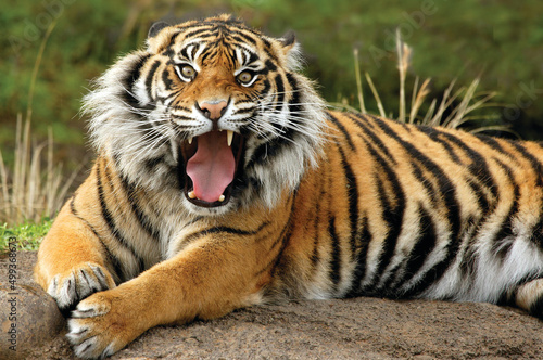 Fototapeta Naklejka Na Ścianę i Meble -  Portrait of a Royal Bengal Tiger alert and Staring at the Camera. National Animal of Bangladesh
