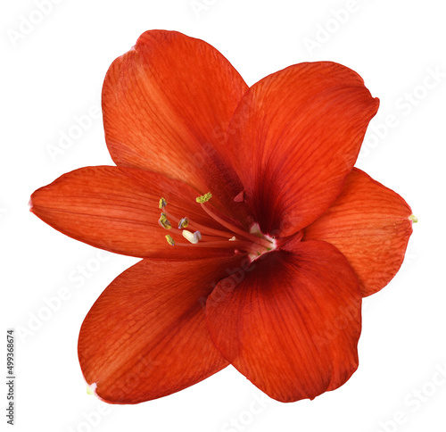 Cuadro en lienzo Closeup of red amaryllis flower isolated