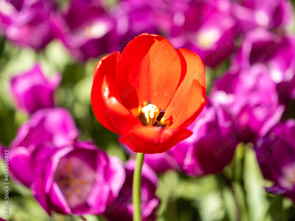 Tulipa escape flower grown in a garden in Madrid Tulipa escape flower grown in a garden in Madrid