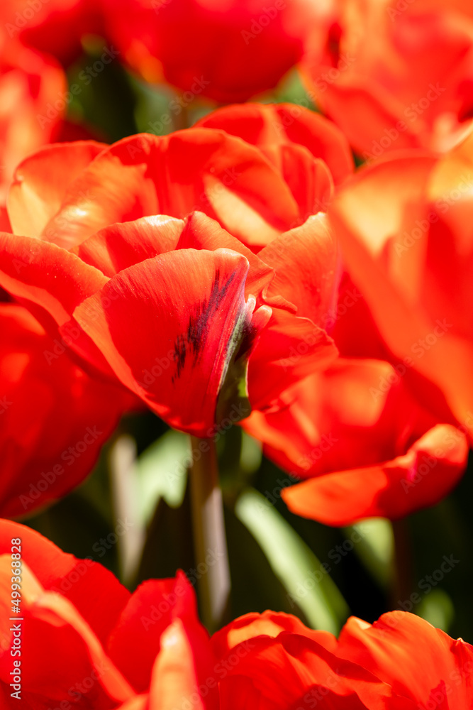 Tulipa escape flower grown in a garden in Madrid