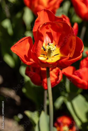 Tulipa escape flower grown in a garden in Madrid