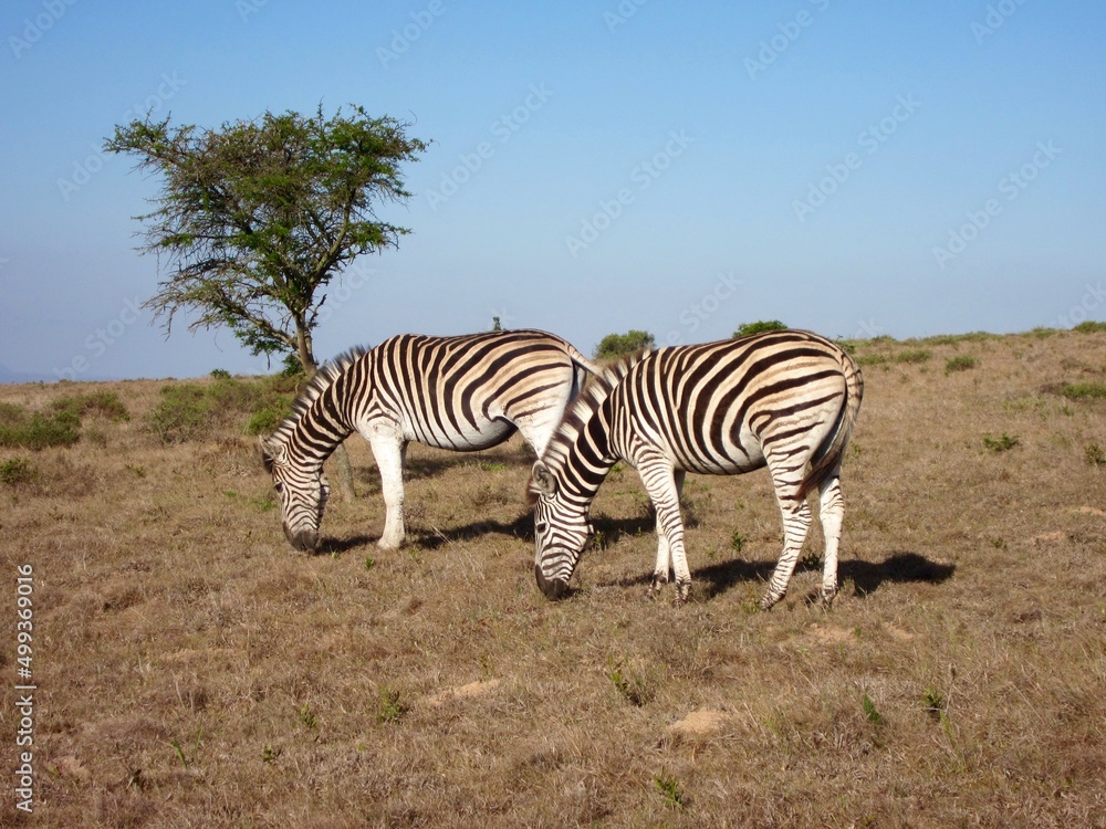 Obraz premium Süd Afrika