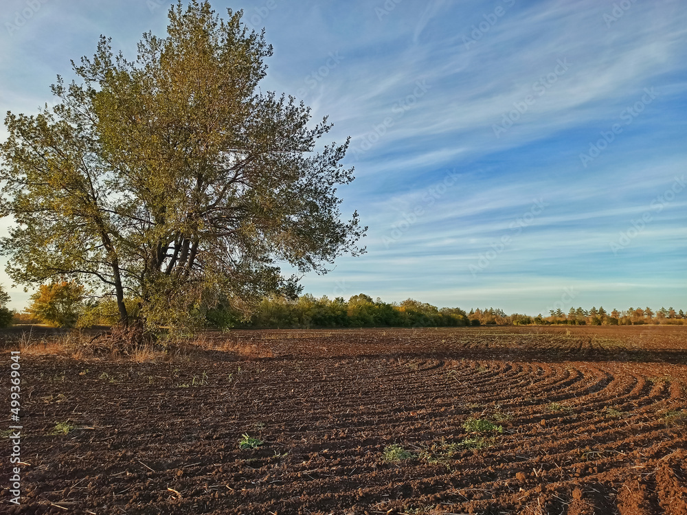 Lonely standing tree elm field arable land preparation for sowing
