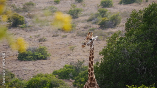 Süd Afrika