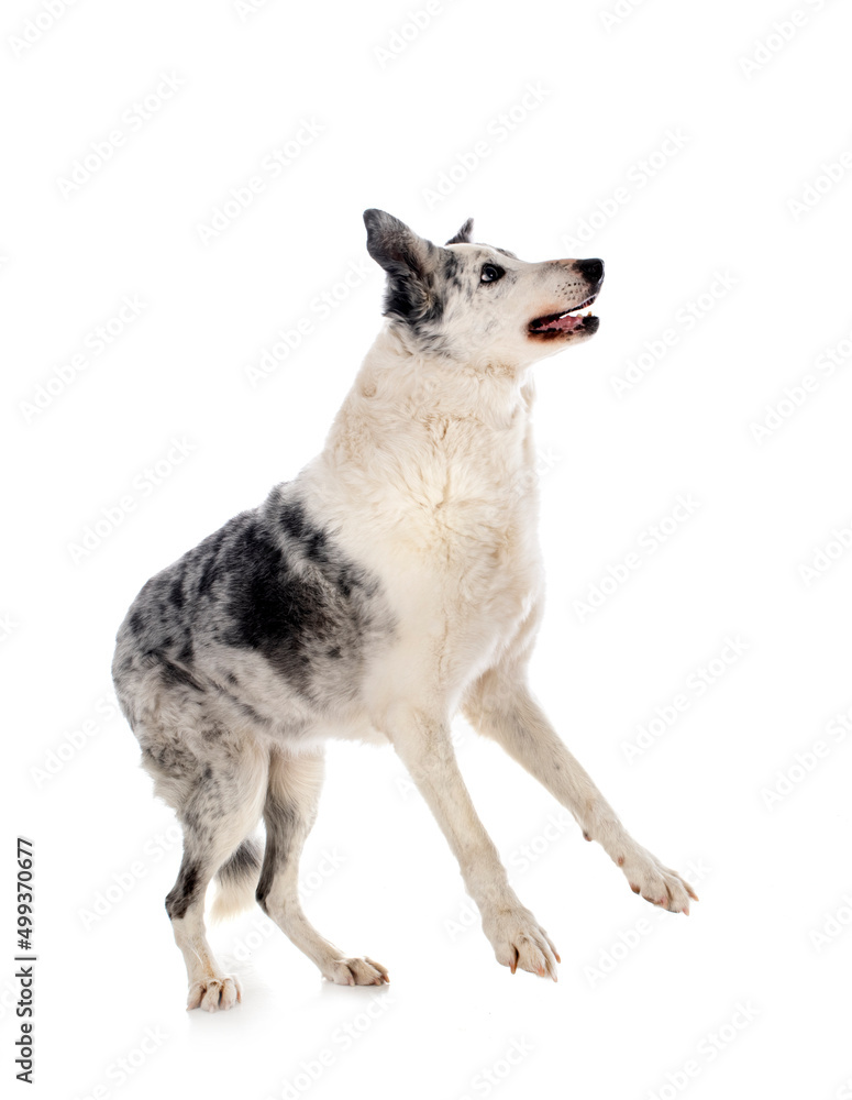 Obraz premium border collie in studio