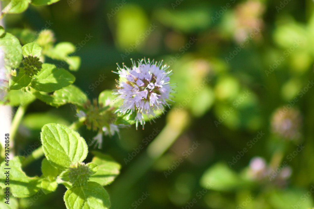 Closeup of water mint flower with selective focus on foreground Closeup of water mint flower with selective focus on foreground