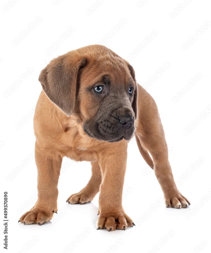 Obraz premium puppy cane corso
