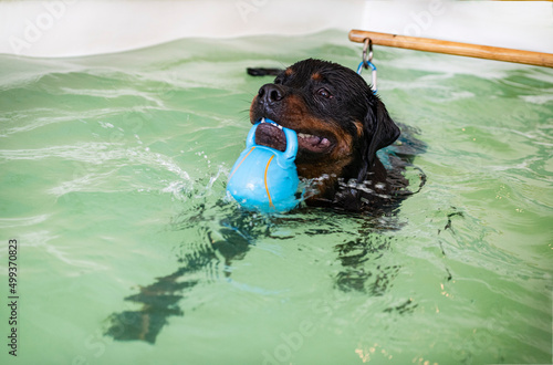 Фотография young rottweiler and hydrotherapy