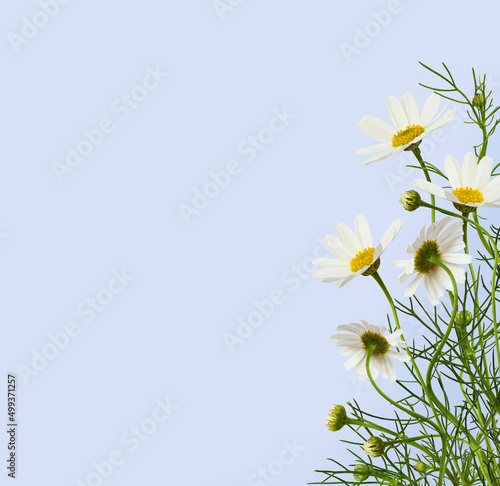 Daisy flowers and grass in ...